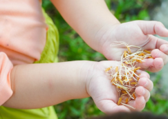 <strong>Read more about</strong><br>น้องเด็กเล็ก ย่ำดิน+หว่านข้าว (ศ. 7 ก.ค. 66) น้องเด็กเล็ก ย่ำดิน+หว่านข้าว (ศ. 7 ก.ค. 66)