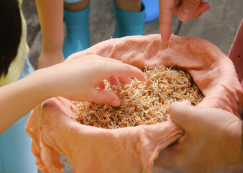 <strong>Read more about</strong><br>อนุบาล 2 และ อนุบาล 3 หว่านข้าวในแปลงนา (14 ก.ค.66) อนุบาล 2 และ อนุบาล 3 หว่านข้าวในแปลงนา (14 ก.ค.66)