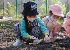 <strong>Read more about</strong><br>อนุบาล 2 ปลูกผักสวนครัว (พ. 8 ม.ค.67) อนุบาล 2 ปลูกผักสวนครัว (พ. 8 ม.ค.67)