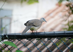 <strong>Read more about</strong><br>ป.๒ บูรณาการ "เรียนรู้อุปกรณ์การเกษตร"(๑๐ มิ.ย.๖๘) ป.๒ บูรณาการ "เรียนรู้อุปกรณ์การเกษตร"(๑๐ มิ.ย.๖๘)