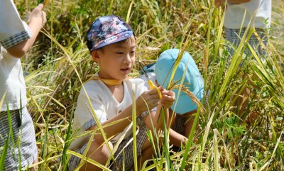กิจกรรมเกษตร อนุบาล 2 เกี่ยวข้าว (อ. 21 พ.ย.66) FLEXI_IMAGE 1