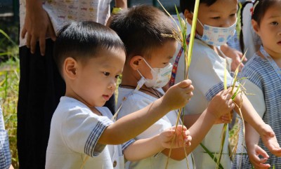 กิจกรรมเกษตร อนุบาล 1 ตากข้าว (อ. 21 พ.ย.66) FLEXI_IMAGE 1