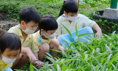 อนุบาล 3 เก็บผักบุ้ง และประกอบอาหาร (15-16 ก.พ.67) FLEXI_IMAGE 1