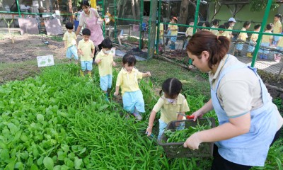 อนุบาล 1 เก็บผักบุ้ง และประกอบอาหาร (21-22 ก.พ.67) FLEXI_IMAGE 1