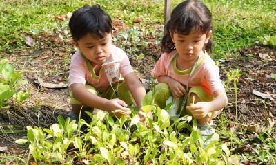 น้องเด็กเล็กเก็บผักสวนครัว (พฤ. 29 ก.พ. 67) FLEXI_IMAGE 1