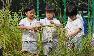 อนุบาล 1 กิจกรรมเกี่ยวข้าว (อ. 5 พ.ย.67) FLEXI_IMAGE 1