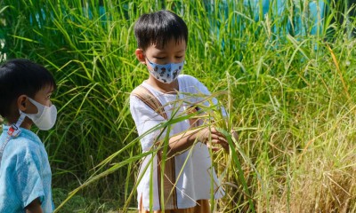 อนุบาล 2 กิจกรรมเกี่ยวข้าว (พ. 13 พ.ย.67) FLEXI_IMAGE 1