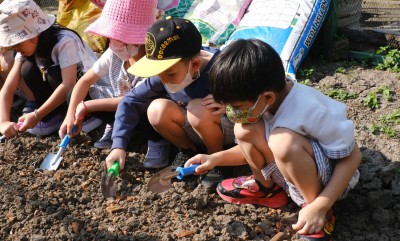 อนุบาล 3 ปลูกผักสวนครัว (7-8 ม.ค.68) FLEXI_IMAGE 1