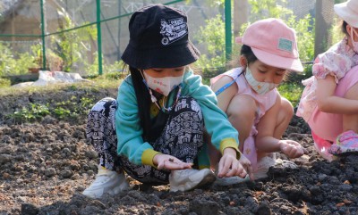 อนุบาล 2 ปลูกผักสวนครัว (พ. 8 ม.ค.67) FLEXI_IMAGE 1