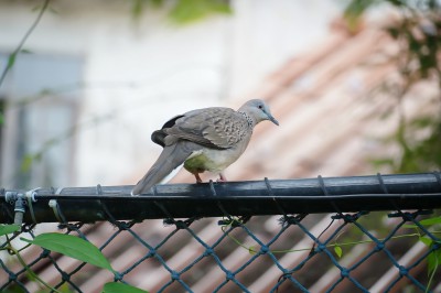 ป.๒ บูรณาการ &quot;เรียนรู้อุปกรณ์การเกษตร&quot;(๑๐ มิ.ย.๖๘) Image 1