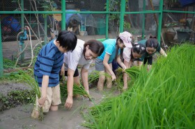 ป.๕ กิจกรรมถอนกล้า ดำนา ปลูกข้าว (๓๐-๓๑ ก.ค.๖๘) Image 7