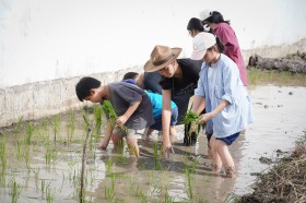 ป.๕ กิจกรรมถอนกล้า ดำนา ปลูกข้าว (๓๐-๓๑ ก.ค.๖๘) Image 3
