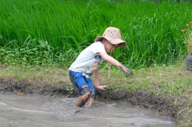 อนุบาล ๒ ย่ำดินเตรียมแปลงนา (อ. ๒๙ ก.ค.๖๘) FLEXI_IMAGE 3