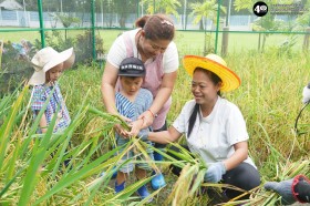 น้องเด็กเล็กช่วยคุณครูเกี่ยวข้าว (จ. ๓ พ.ย. ๖๘) Image 5