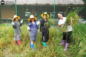 น้องเด็กเล็กช่วยคุณครูเกี่ยวข้าว (จ. ๓ พ.ย. ๖๘) Image 6