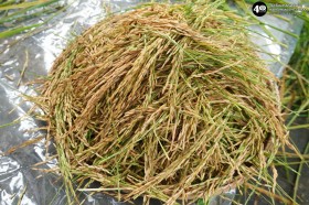 น้องเด็กเล็กช่วยคุณครูเกี่ยวข้าว (จ. ๓ พ.ย. ๖๘) Image 8