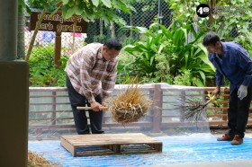 อนุบาลดูการตีข้าวและสีข้าว (พฤ. ๒๐ พ.ย.๖๘) Image 2