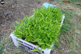 น้องเด็กเล็กปลูกผักสวนครัวในแปลงเกษตร (๒๓,๒๘ ม.ค. ๖๙) Image 2