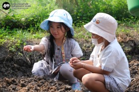 อนุบาล ๑ ปลูกผักสวนครัว (๑๔, ๒๐ ม.ค.๖๙) Image 7