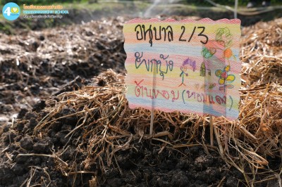 อนุบาล ๒ ปลูกผักสวนครัว (๑๒, ๑๕ ม.ค.๖๙) Image 1