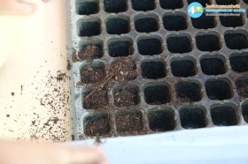 อนุบาล ๒ ปลูกผักสวนครัว (๑๒, ๑๕ ม.ค.๖๙) Image 3