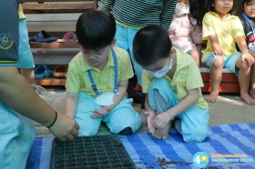 อนุบาล ๒ ปลูกผักสวนครัว (๑๒, ๑๕ ม.ค.๖๙) Image 5