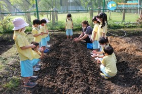 อนุบาล ๒ ปลูกผักสวนครัว (๑๒, ๑๕ ม.ค.๖๙) Image 7