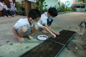 อนุบาล ๓ ปลูกผักสวนครัว (๑๓, ๑๕ ม.ค.๖๙) Image 4