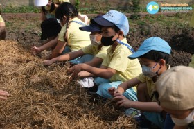 อนุบาล ๓ ปลูกผักสวนครัว (๑๓, ๑๕ ม.ค.๖๙) Image 8