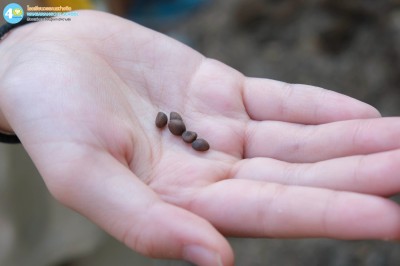 ป.๔ กิจกรรมสำรวจสภาพดินและกิจกรรมพํฒนาสภาพดิน (๔-๑๒ ก.พ.๖๙) Image 1