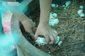 ป.๓ เก็บเห็ดฟางกันเถอะ (๙ ก.ค.๖๙) Image 5