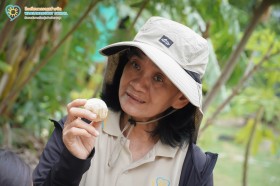 ป.๓ เก็บเห็ดฟางกันเถอะ (๙ ก.ค.๖๙) Image 7