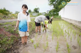 ป.๕ กิจกรรม "ถอนกล้า ปักดำ "วิถีชาวนา...จากแปลงนาสู่ต้นข้าว" Image 5