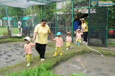 น้องเด็กเล็กถอนกล้าข้าว ย่ำดิน และปลูกข้าว (๒๒-๒๓ ก.ค. ๖๙) Image 1