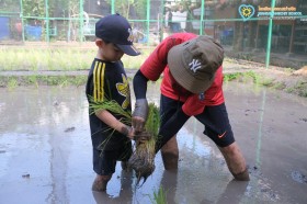 อนุบาล ๓ ถอนกล้า ย่ำดินและดำนา (๒๒, ๒๔ ก.ค.๖๙) Image 2