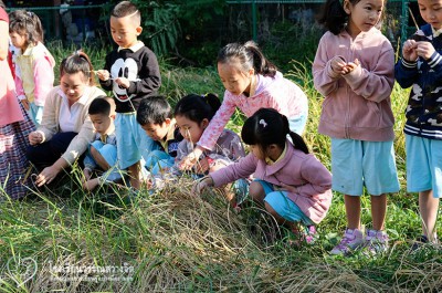 เรามาเกี่ยวข้าวกัน มาเกี่ยวข้าวกัน มาเกี่ยวข้าวกันค่ะ FLEXI_IMAGE 1